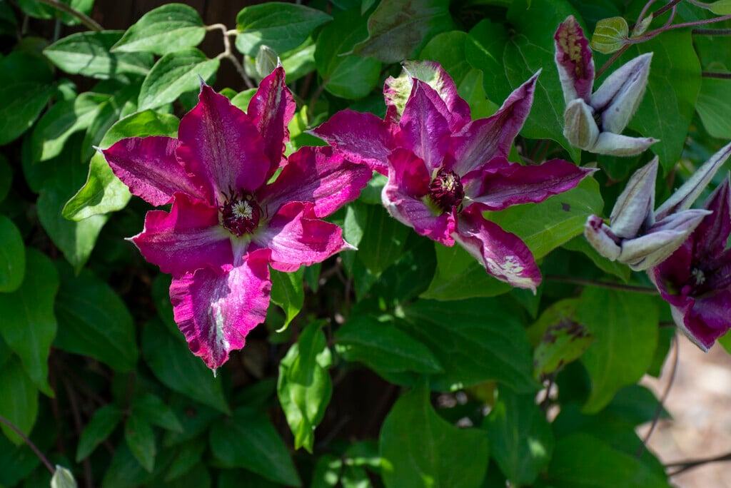 Clematis 'Viva Polonia'PBR (EL)|clematis 'Viva Polonia'/RHS Gardening