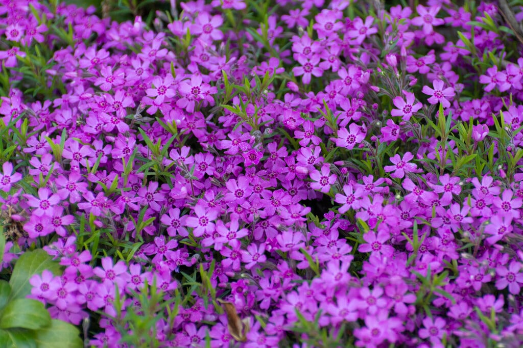 phlox 'Zwergenteppich'