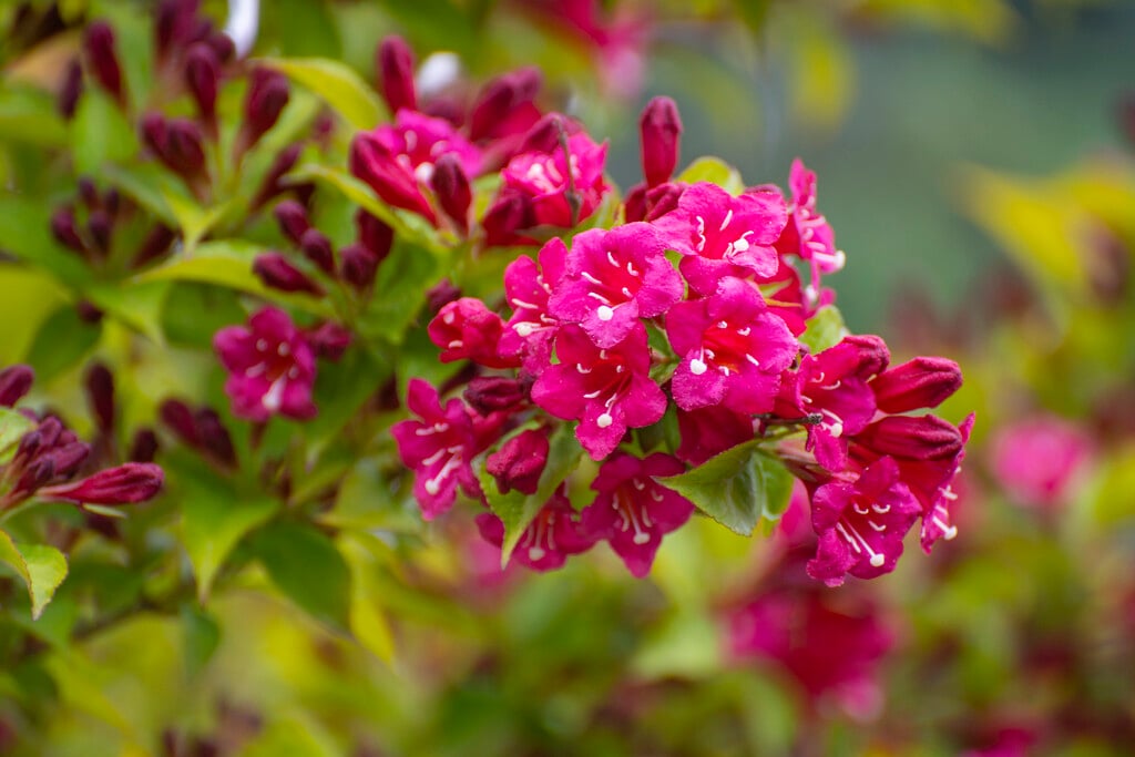 Weigela Briant Rubidor (&Olympiade&) (v) | weigela [Briant Rubidor ...