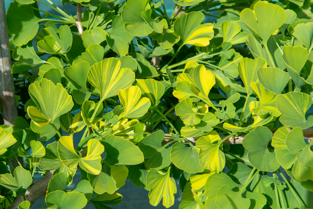 <i>Ginkgo</i> <i>biloba</i> 'Majestic Butterfly'