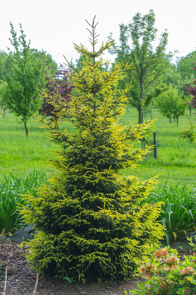 <i>Picea</i> <i>orientalis</i> 'Aureospicata'