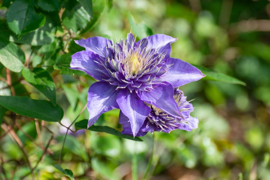 Clematis 'Multi Blue' (EL)