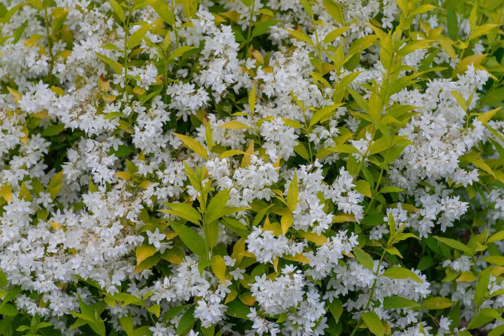 <em>Deutzia</em> <em>gracilis</em> 'Aurea'