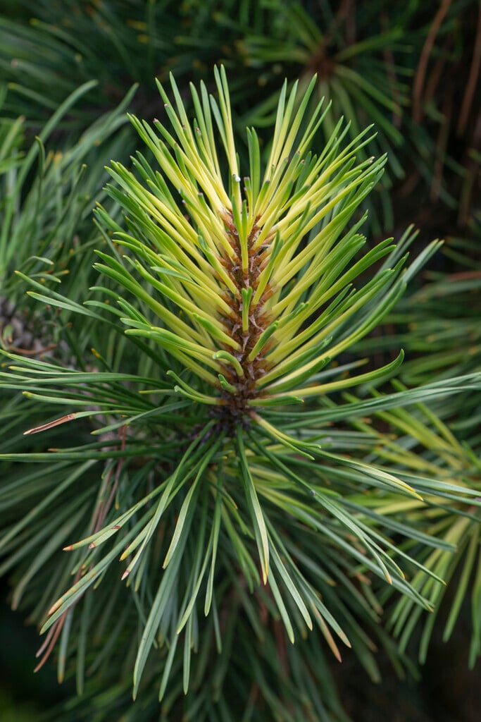 <i>Pinus</i> <i>contorta</i> 'Taylor's Sunburst'