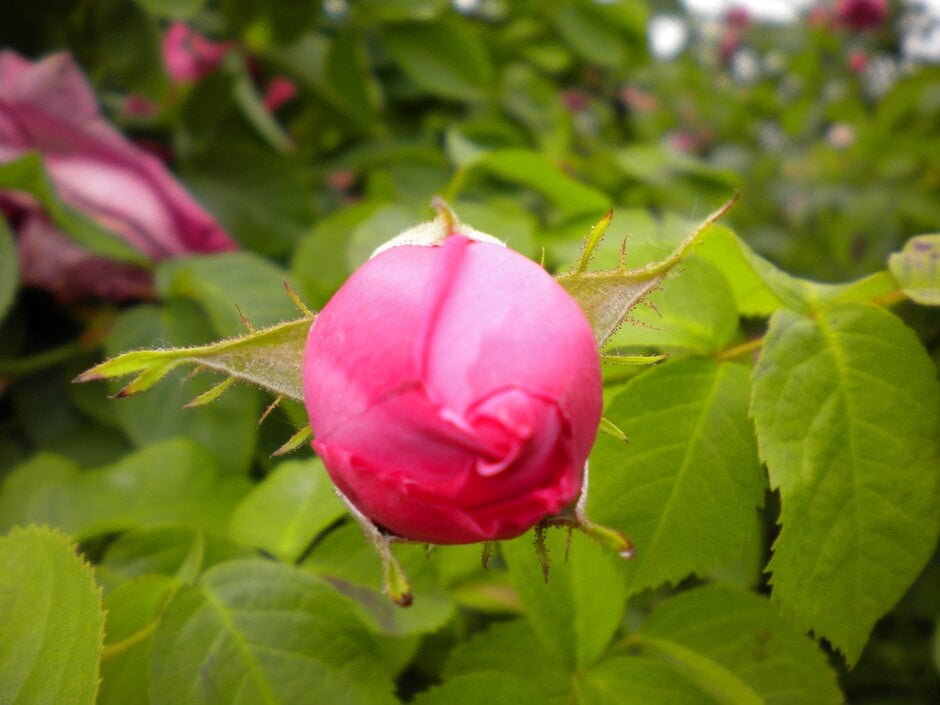 rose 'Paul Ricault'