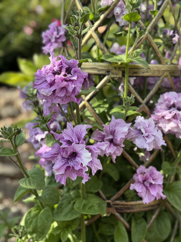 <i>Petunia</i> 'Allegra Orchid Vein'