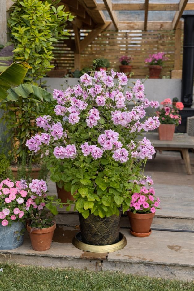 <i>Petunia</i> 'Allegra Orchid Vein'