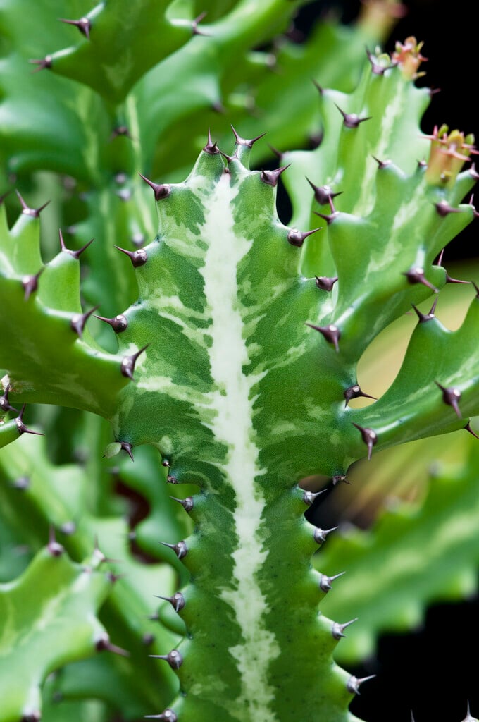 mottled spurge