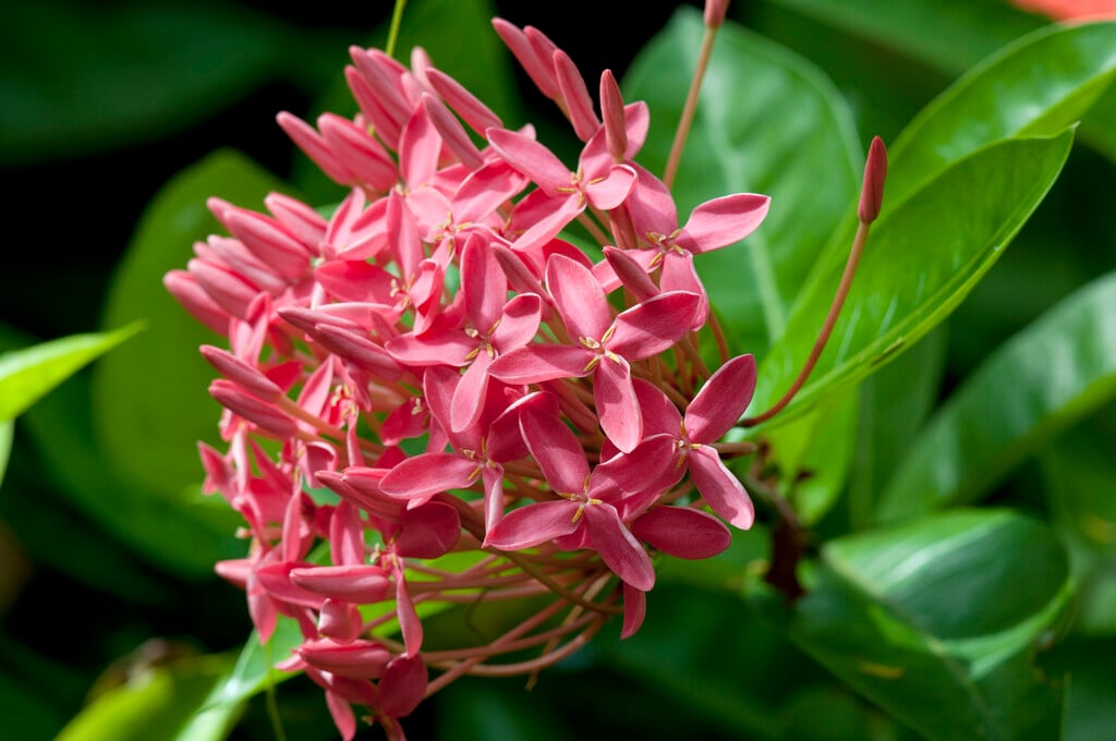 Chinese ixora