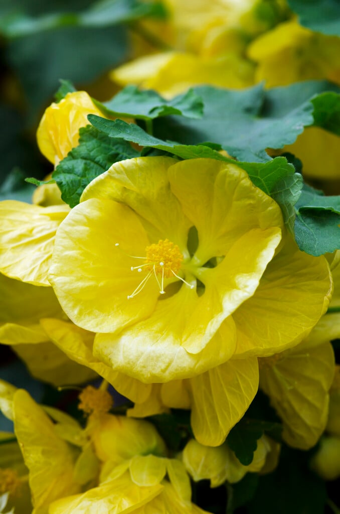 <i>Abutilon</i> 'Bella Yellow'