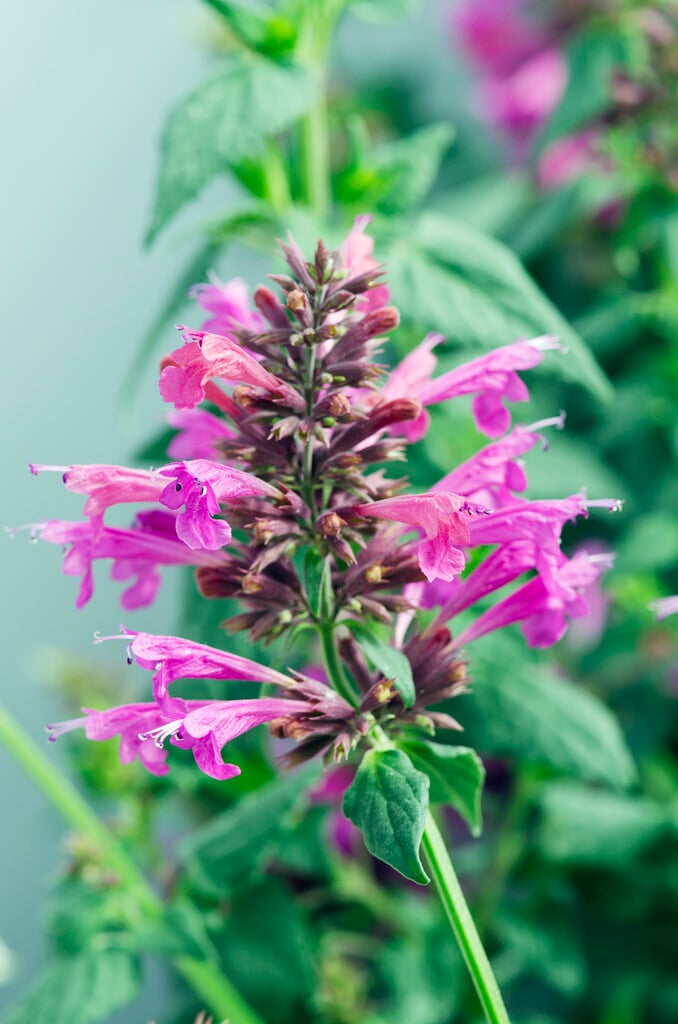 Agastache &Summer Love&PBR | Herbaceous Perennial/RHS Gardening