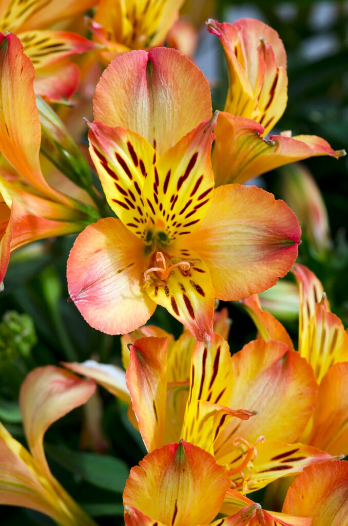 Peruvian lily [Inticancha Bryce]