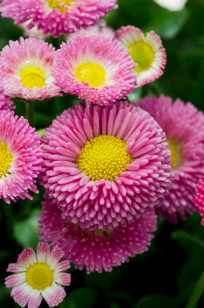 <i>Bellis</i> <i>perennis</i> 'Tasso Deep Rose'