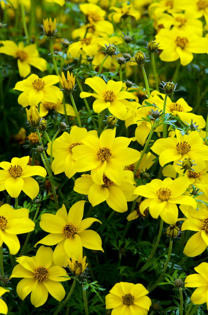 <i>Bidens</i> <i>ferulifolia</i> [<span style="font-variant: small-caps;">Sun Drop</span>] ('Danbid7346')