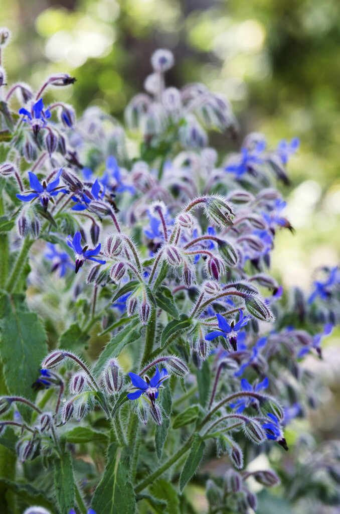 borage