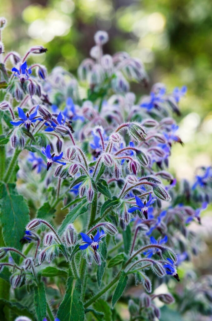 borage