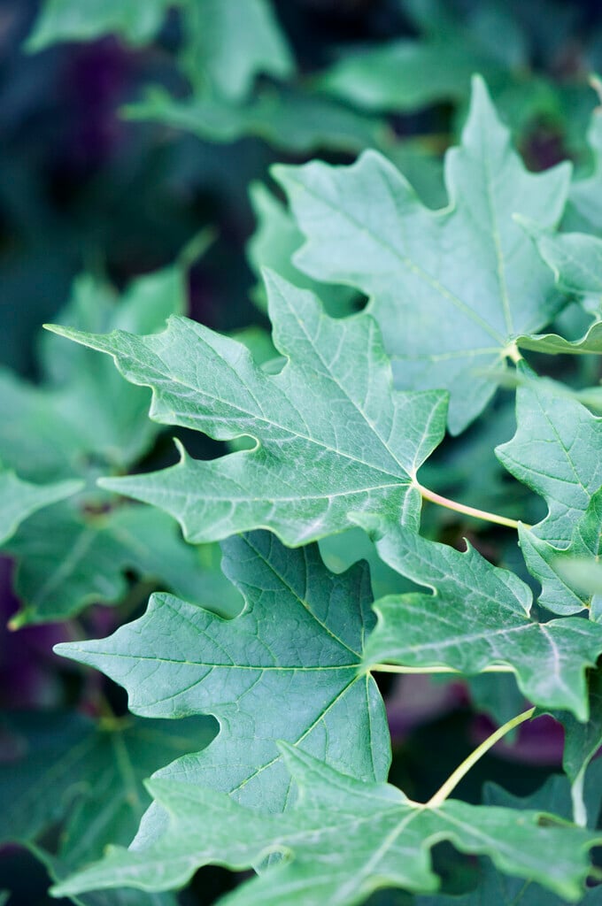 Acer truncatum Trees/RHS Gardening