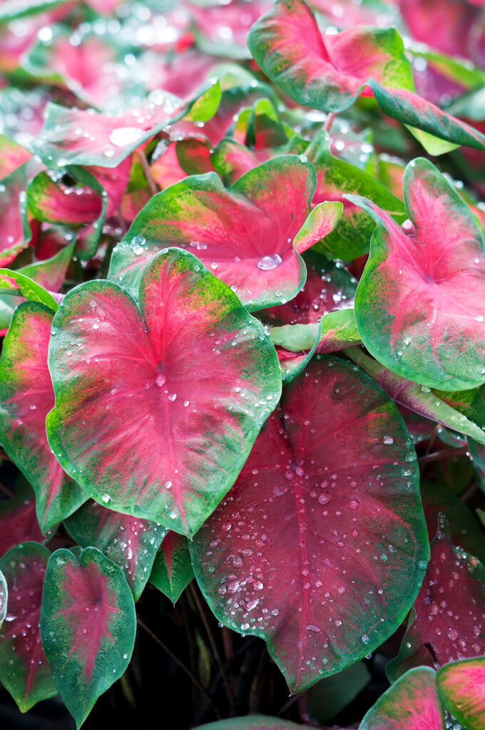 <i>Caladium</i> 'Frieda Hempel'