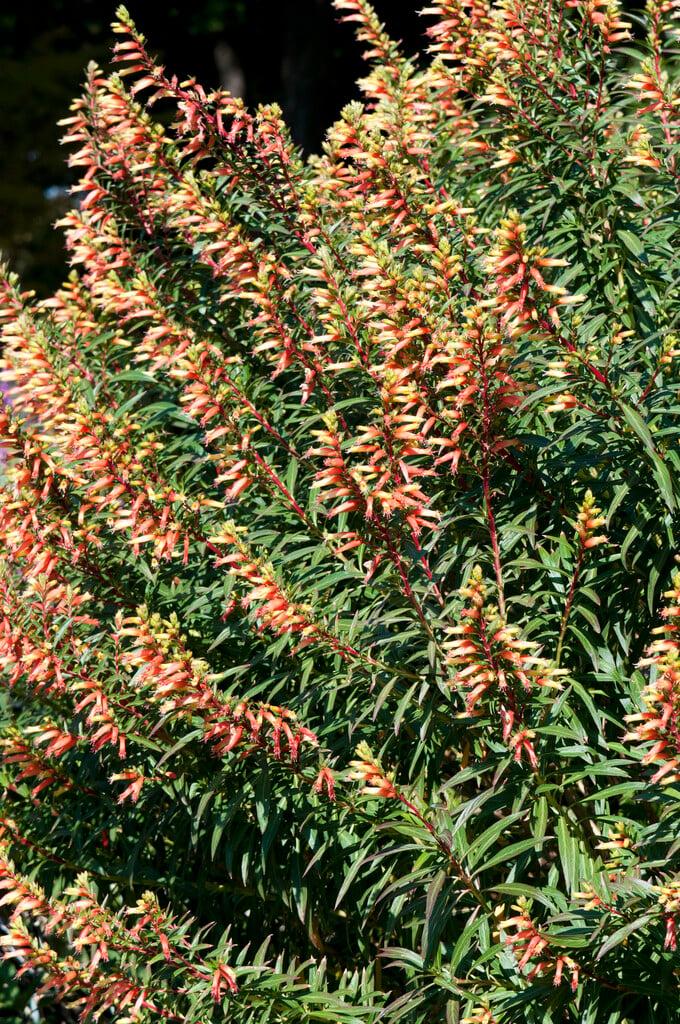 beetle sage