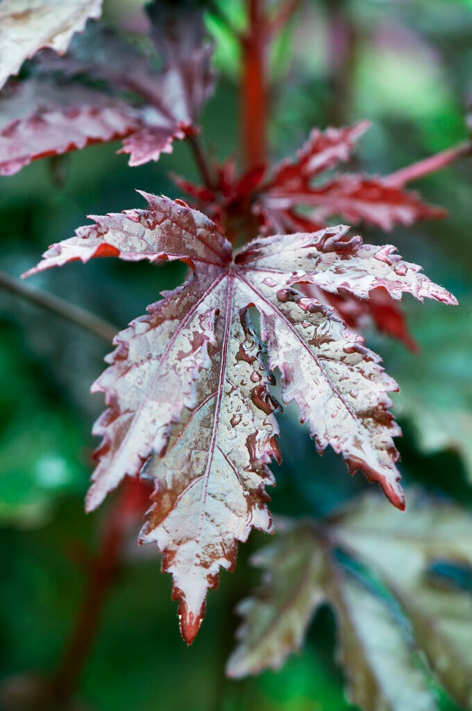<i>Hibiscus</i> <i>acetosella</i> 'Panama Red'