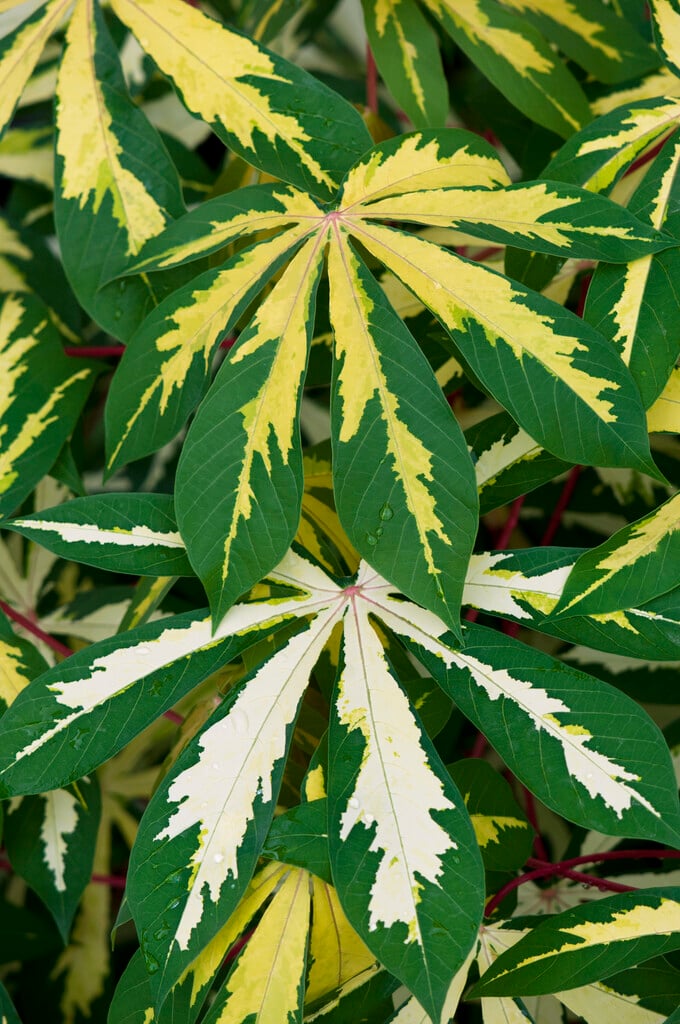 <i>Manihot</i> <i>esculenta</i> 'Variegata'