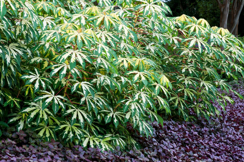 <i>Manihot</i> <i>esculenta</i> 'Variegata'