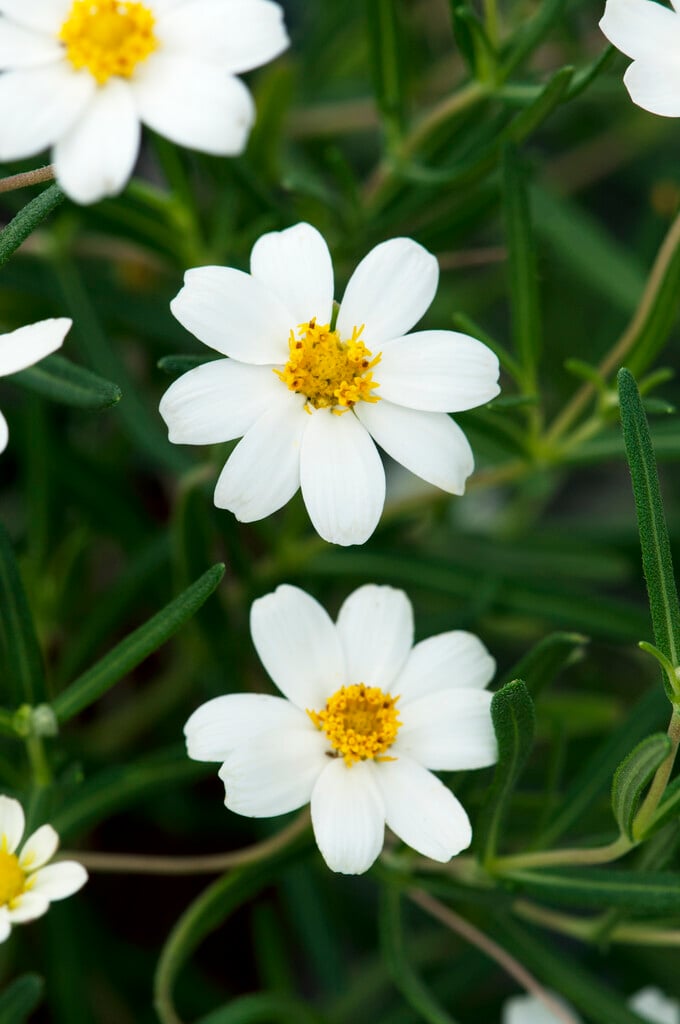 <i>Melampodium</i> <i>leucanthum</i>
