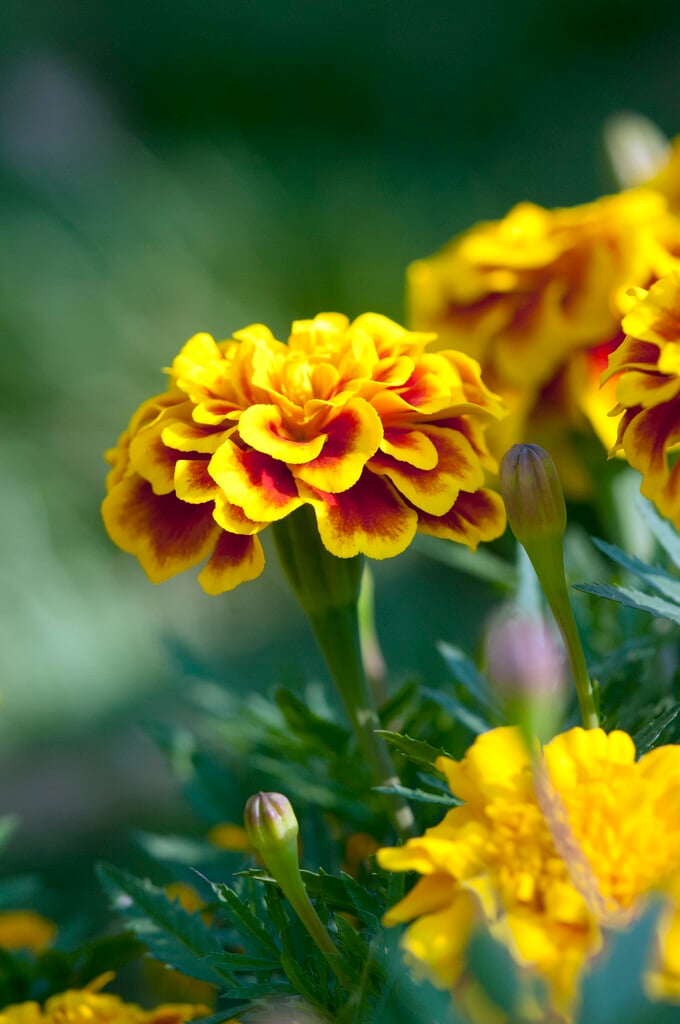 French marigold