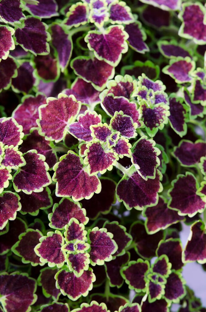 <i>Coleus</i> <i>scutellarioides</i> [<span style="font-variant: small-caps;">Burgundy Wedding Train</span>] ('Kakegawa Ce10') (v)