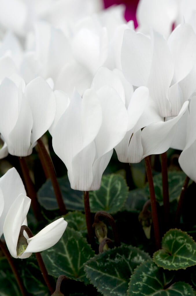 <i>Cyclamen</i> <i>persicum</i> [<span style="font-variant: small-caps;">Winfall White</span>] ('Synwinfwhi') (Winfall Series)