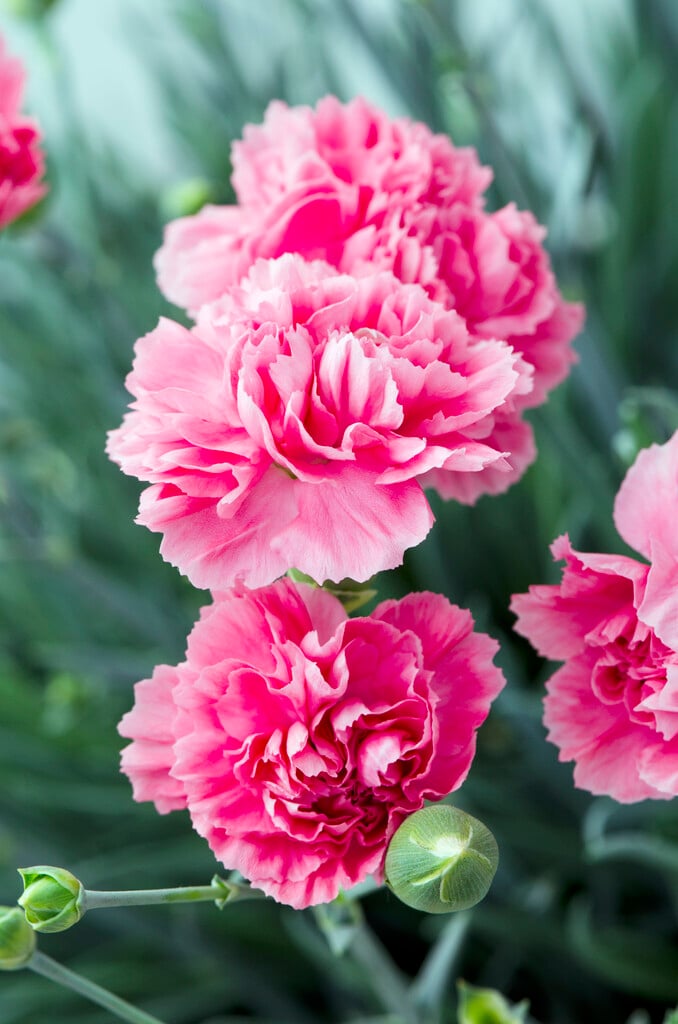 carnation 'Pink Fizz'