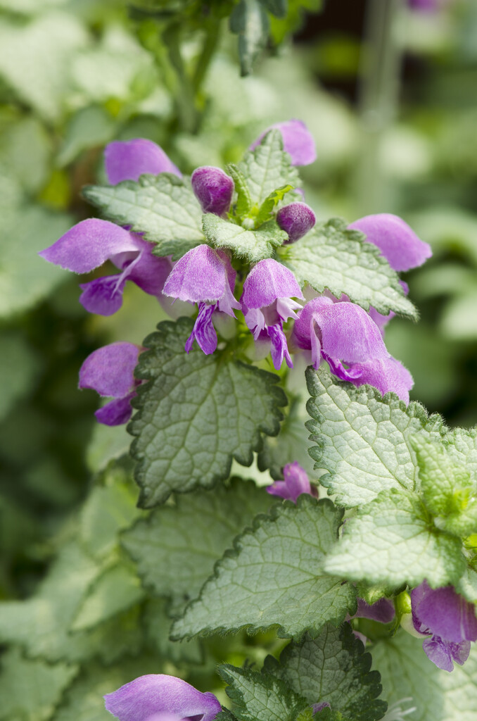 <i>Lamium</i> <i>maculatum</i> [<span style="font-variant: small-caps;">Lami Mega Purple</span>] (Lami Series)