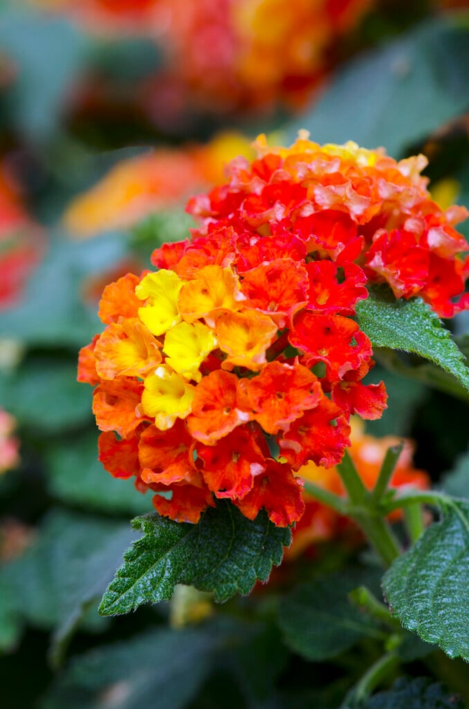 <i>Lantana</i> <i>camara</i> [<span style="font-variant: small-caps;">Bandana Red</span>] ('Bante Reeda') (Bandana Series)