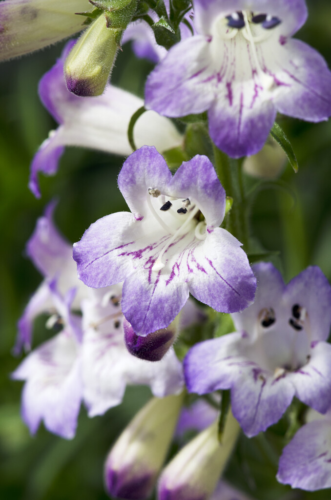 <i>Penstemon</i> 'Cha Cha Lavender'