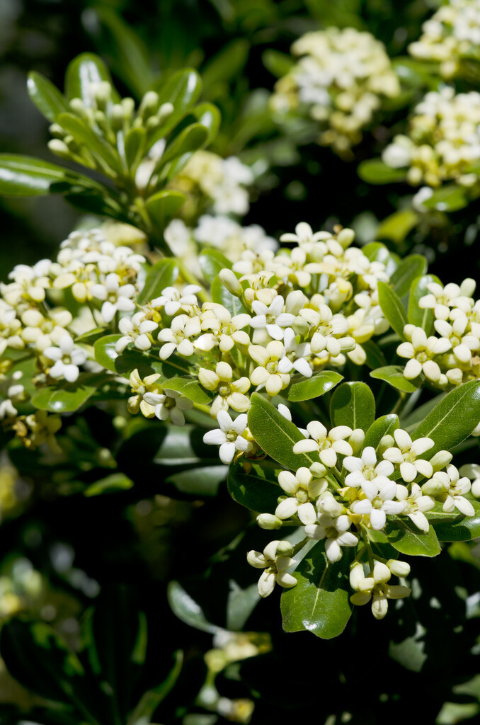 Japanese pittosporum