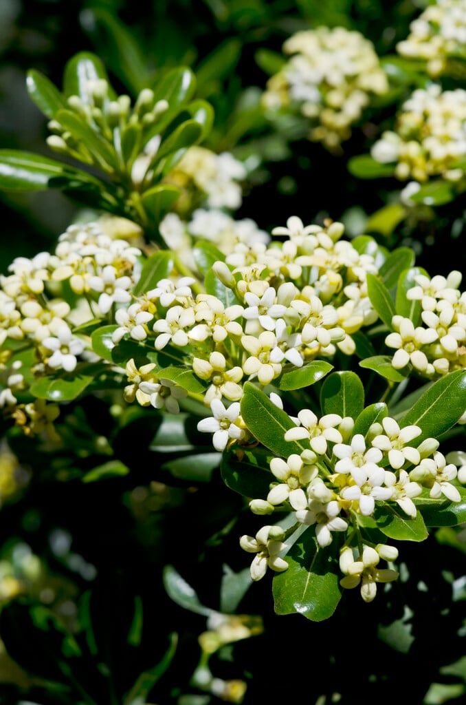 Japanese pittosporum