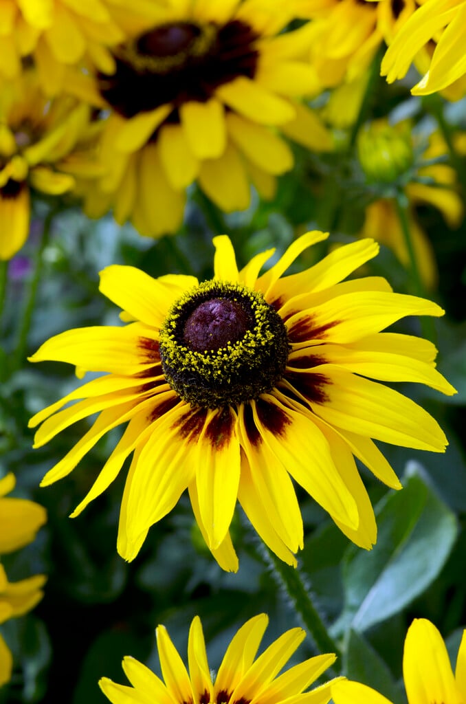 black-eyed Susan 'Denver Daisy'