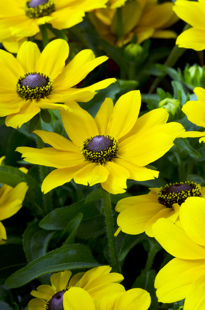 black-eyed Susan 'Toto'