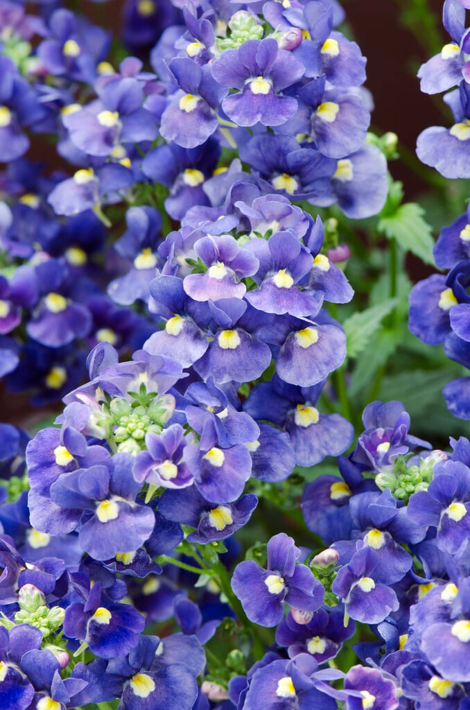 nemesia [Nesia Dark Blue]