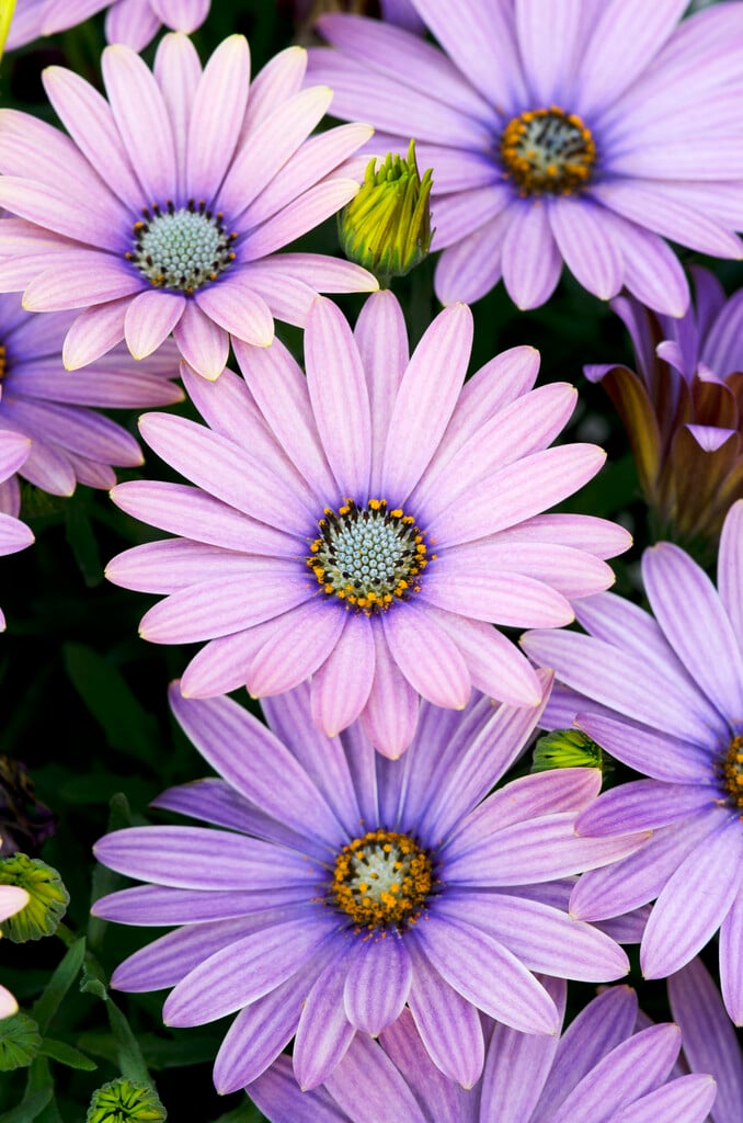 Osteospermum Antique Blue (&Sakost8076&PBR) (Cape Daisy Series ...