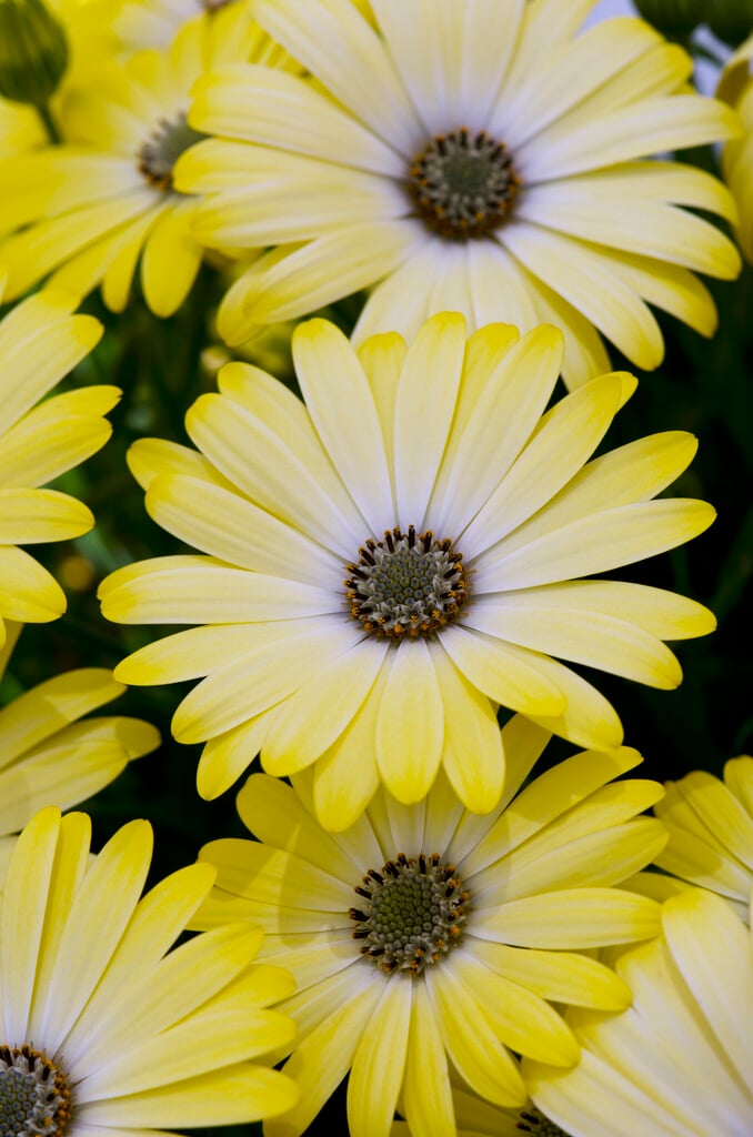 African daisy [Serenity Lemonade]
