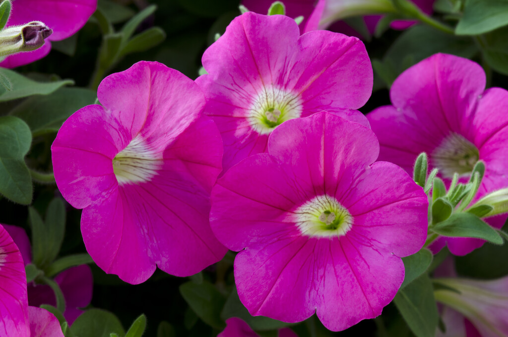<i>Petunia</i> 'Avalanche Rose'