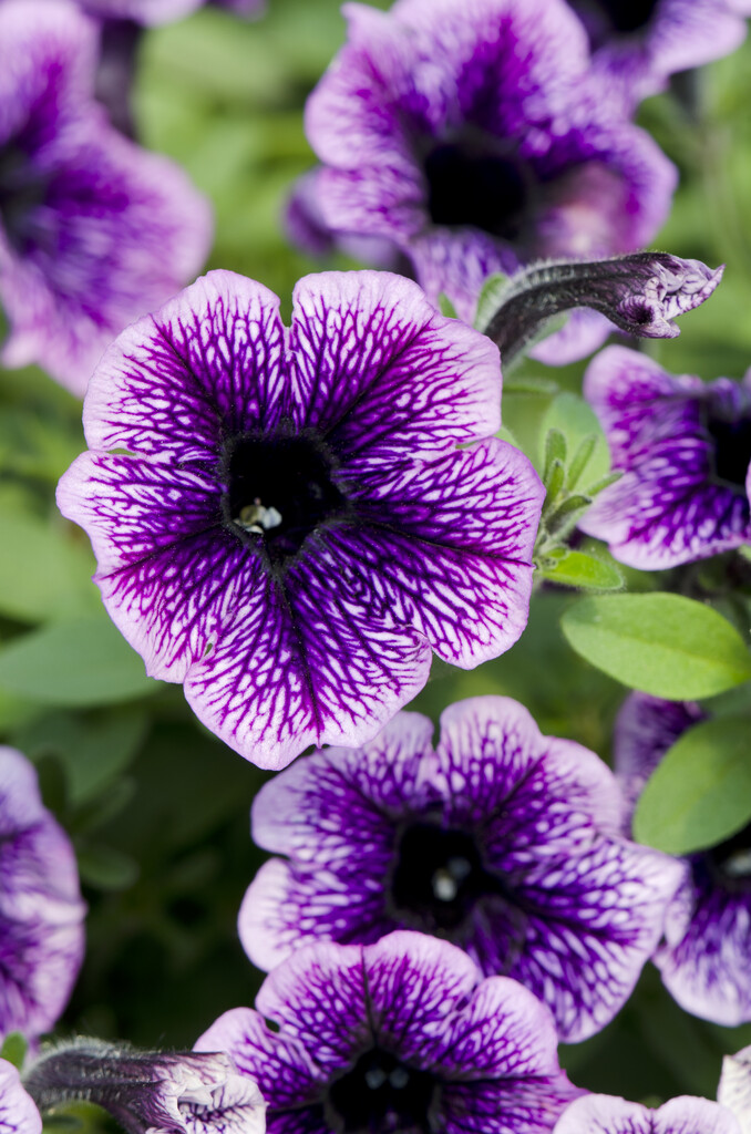 <i>Petunia</i> [<span style="font-variant: small-caps;">Littletunia Blue Vein</span>] (Littletunia Series)