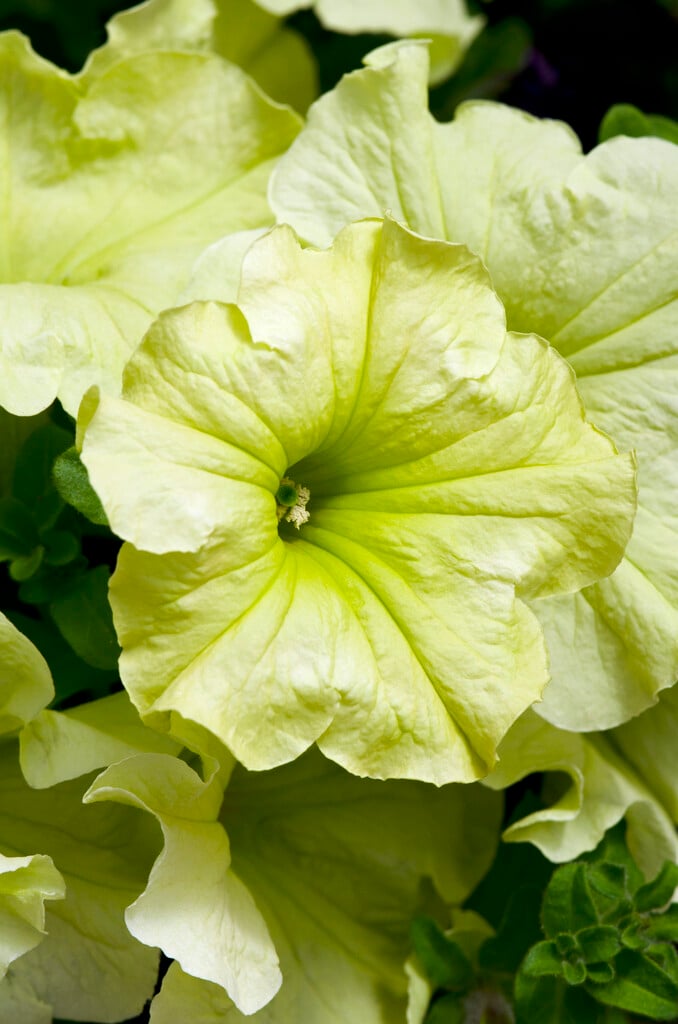 <i>Petunia</i> [<span style="font-variant: small-caps;">Sophistica Lime Green</span>] ('Pas933349') (Sophistica Series)
