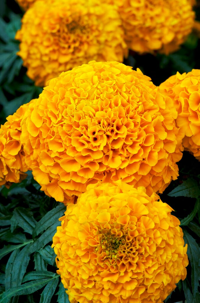 <i>Tagetes</i> <i>erecta</i> [<span style="font-variant: small-caps;">Antigua Orange</span>] (Antigua Series)