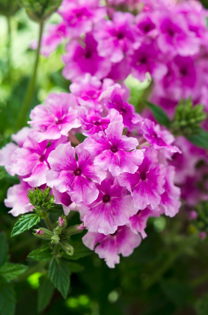 vervain [Donalena Pink Heart]