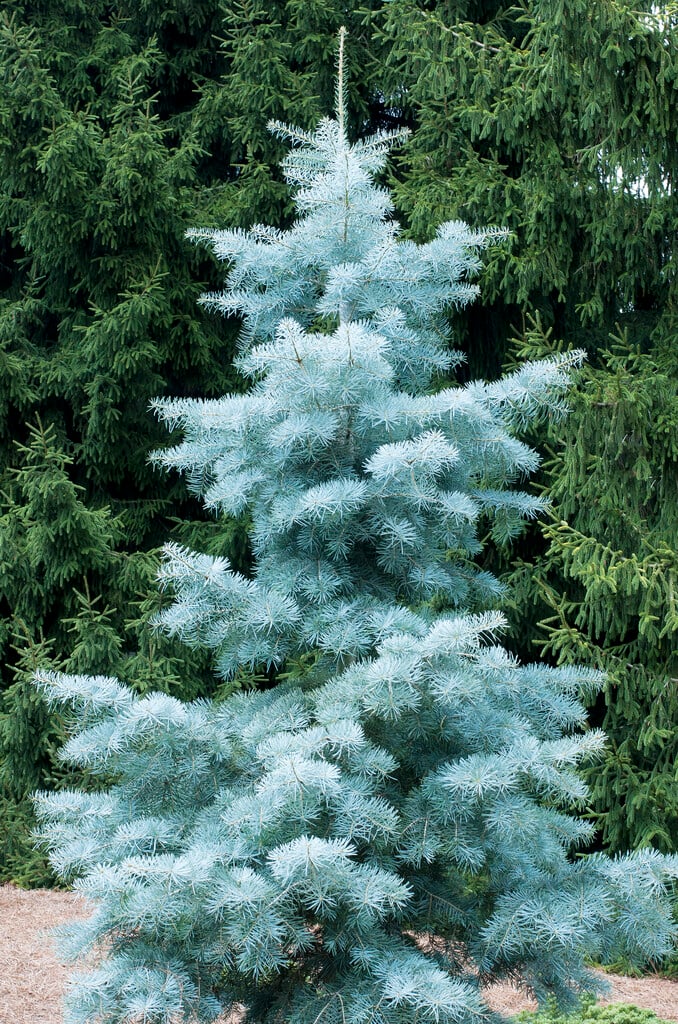 white fir 'Blue Cloak'