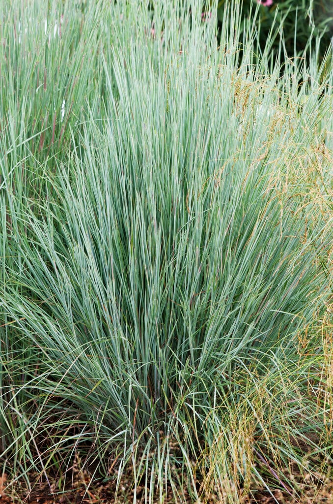 Schizachyrium scoparium &Prairie Blues& | blue stem &Prairie Blues ...