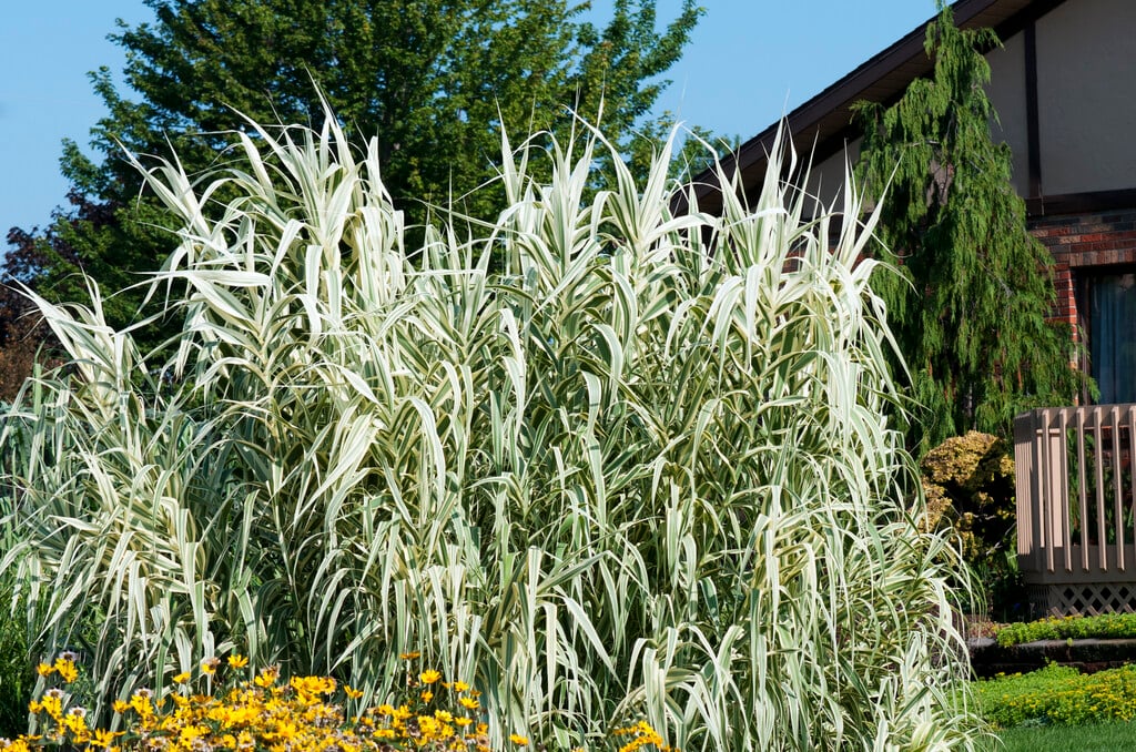 giant reed 'Peppermint Stick'