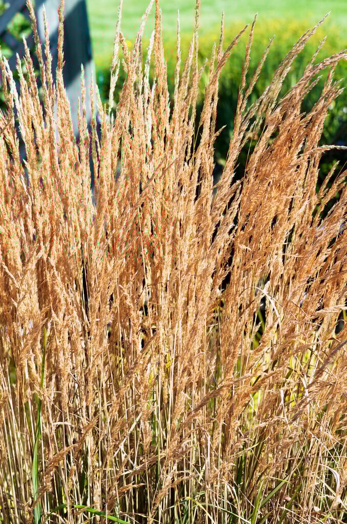 Calamagrostis &Avalanche& feather reed grass &Avalanche& Grass Like